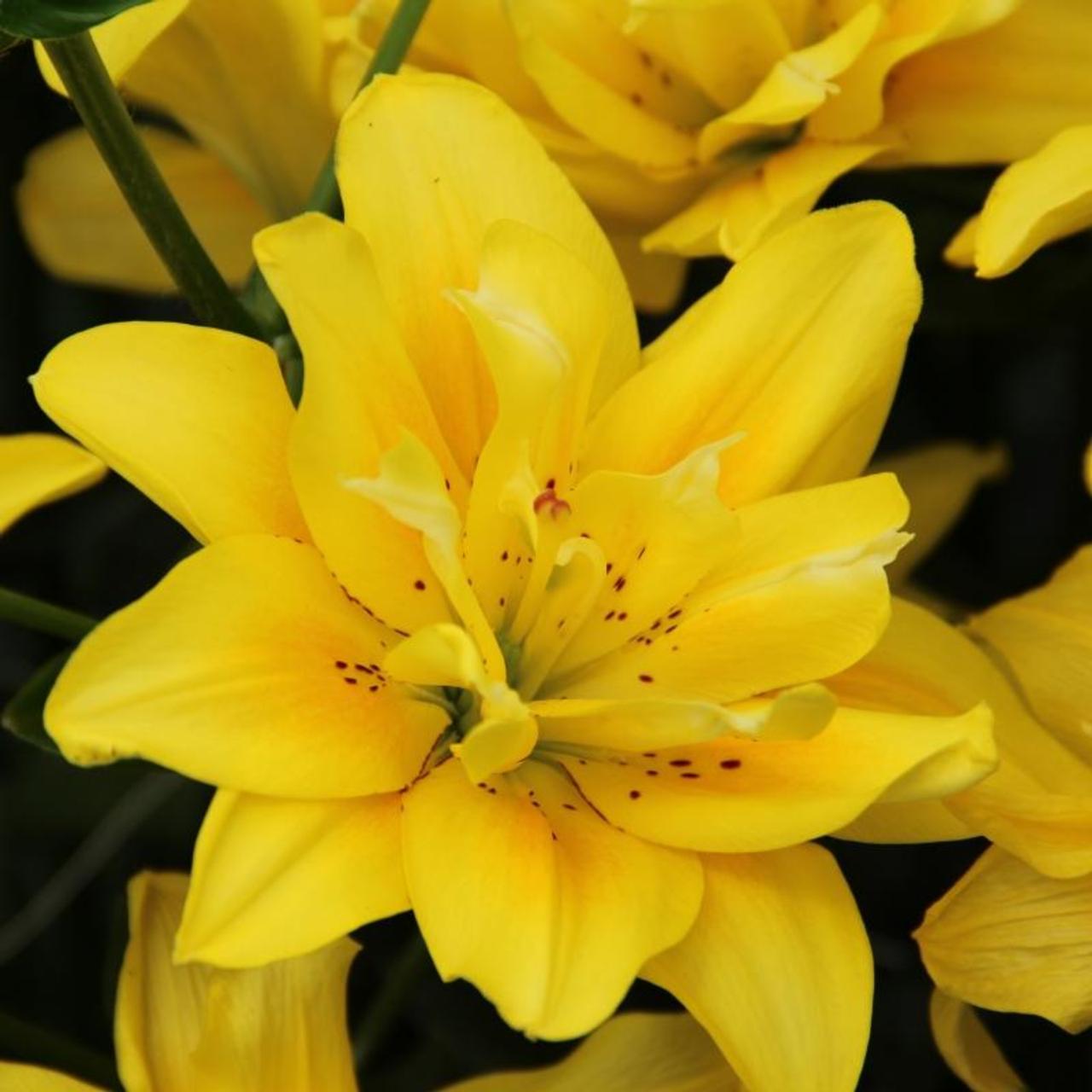 Lilium 'Fata Morgana' plant