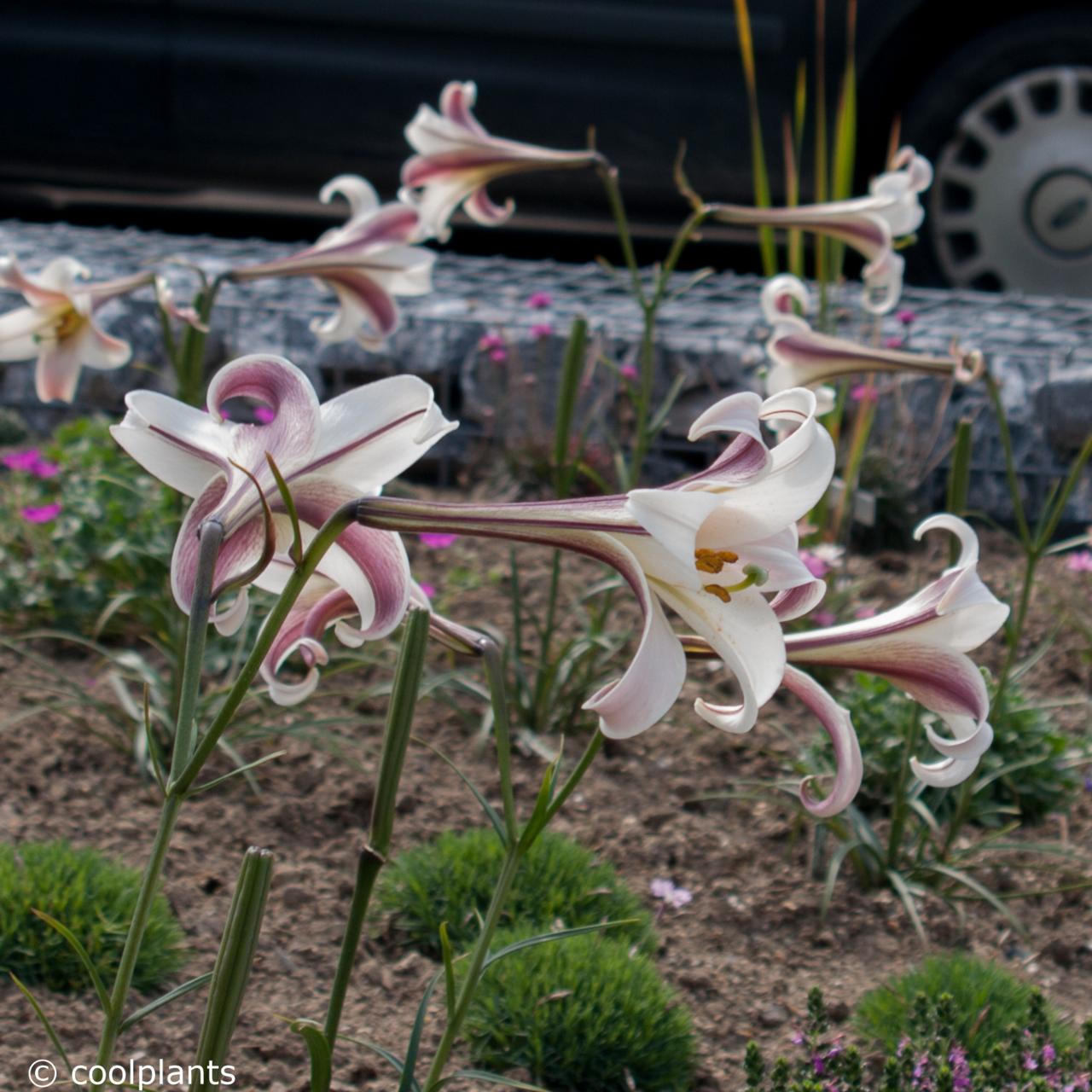 Lilium formosanum var. pricei plant