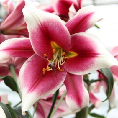 lilium-friso