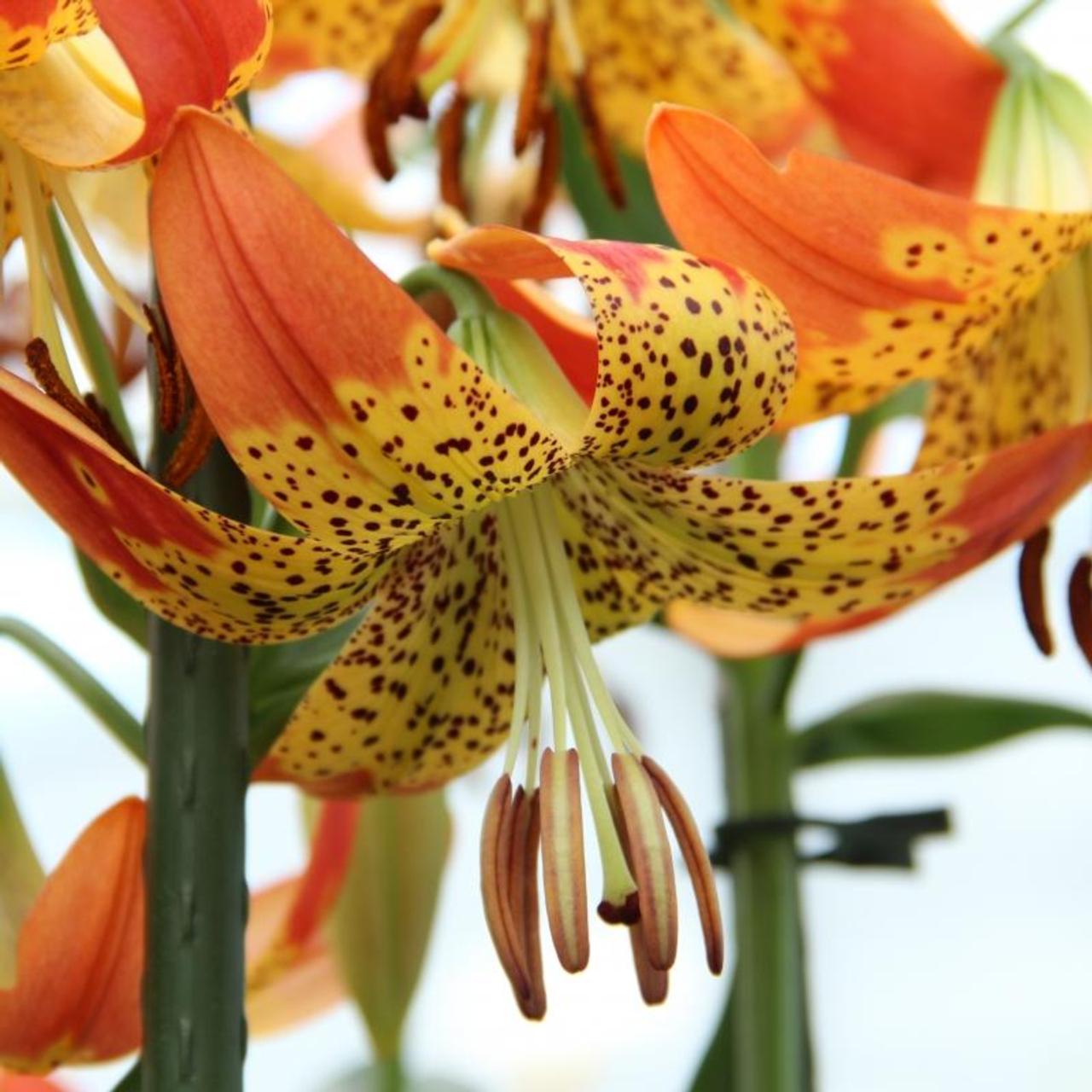 Lilium 'Fusion' plant