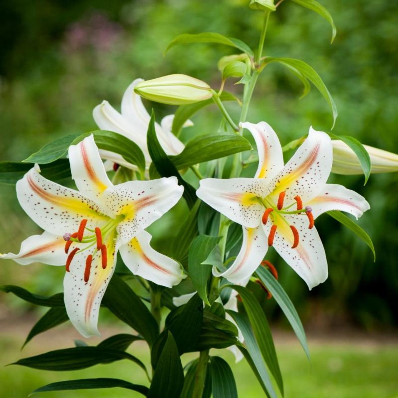 Lilium 'Garden Party' plant