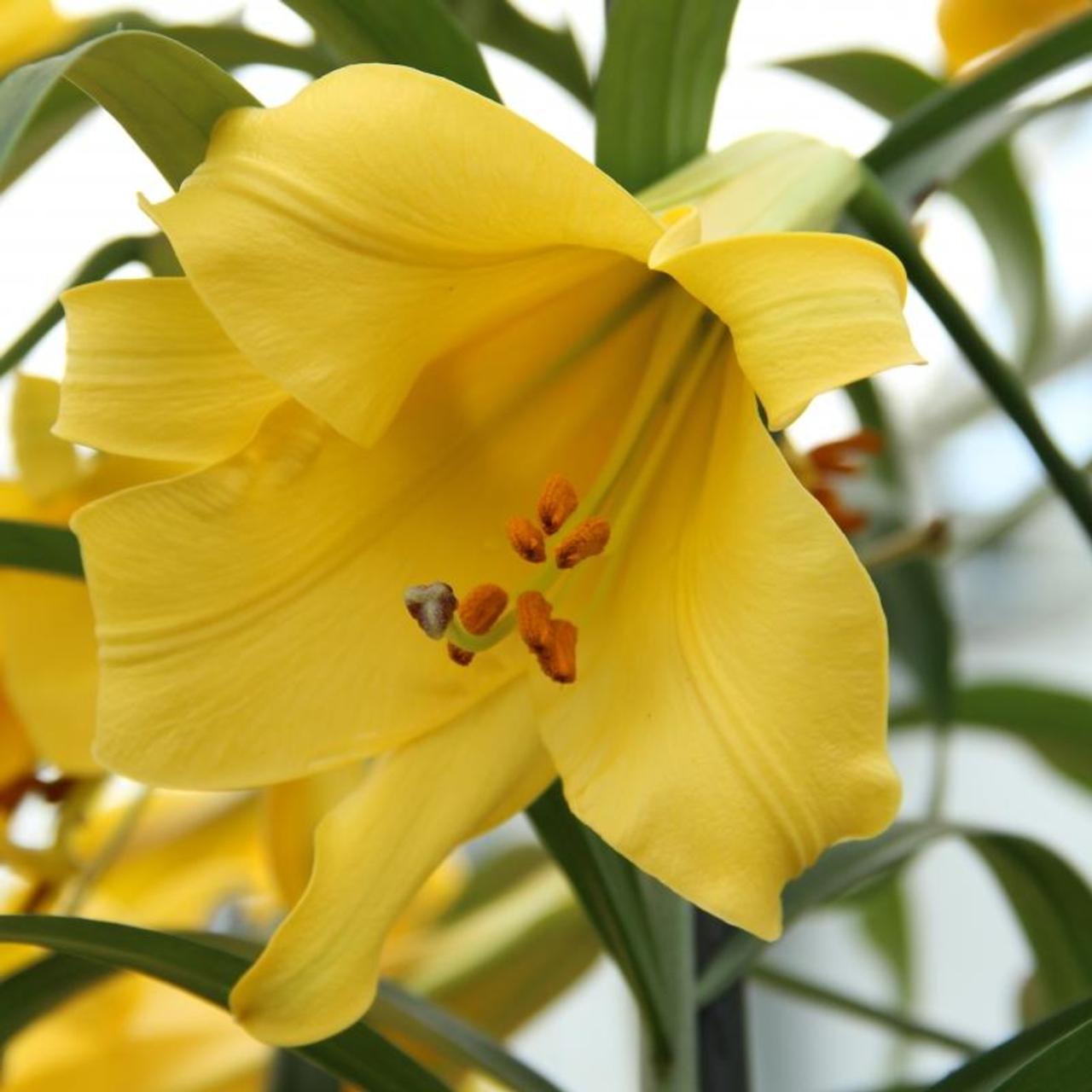 Lilium 'Golden Splendour' plant