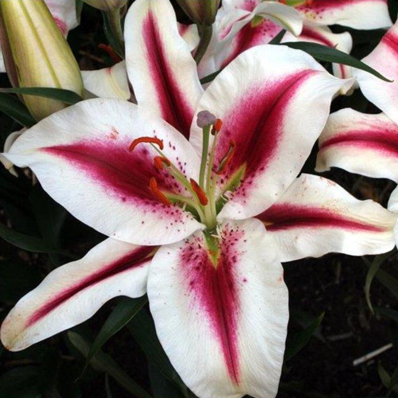 Lilium 'Hachi' plant