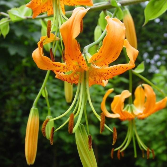 Lilium henryi plant