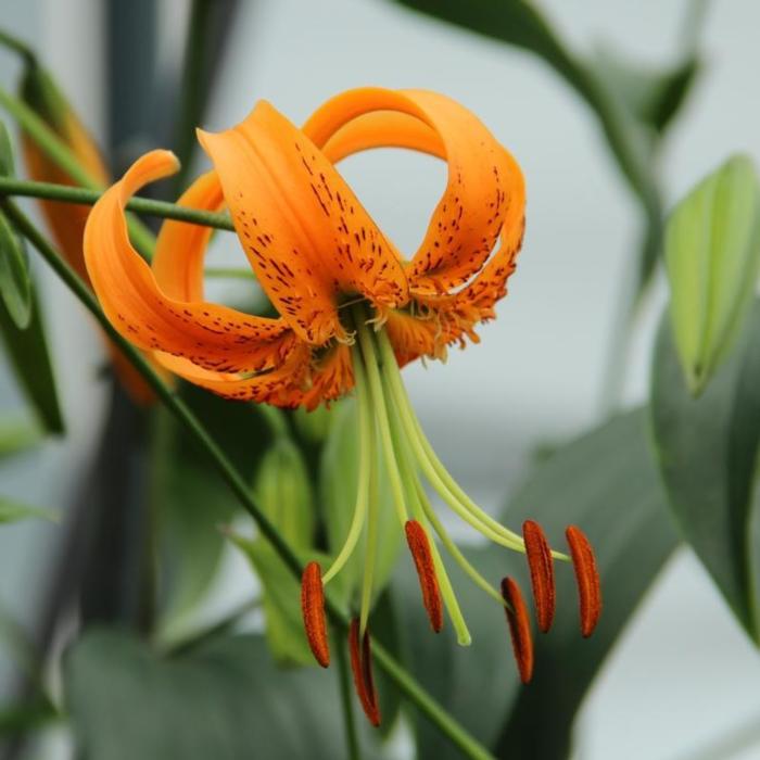 Lilium henryi plant