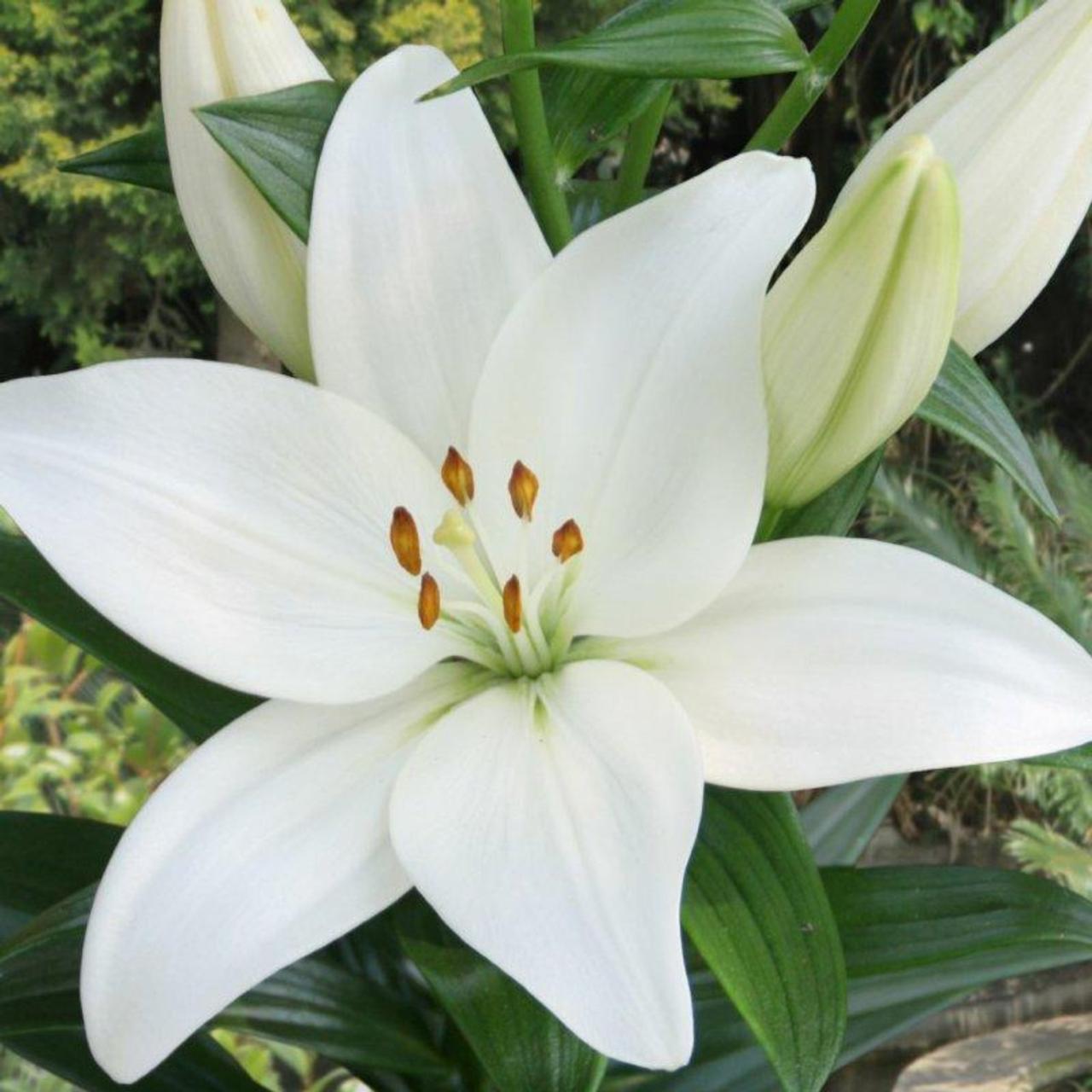 Lilium 'Kent' plant