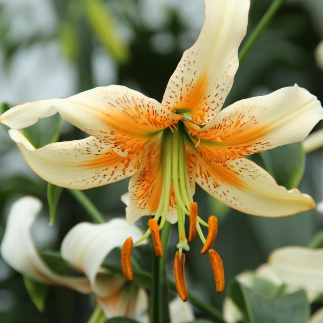 Lilium 'Lady Alice' plant