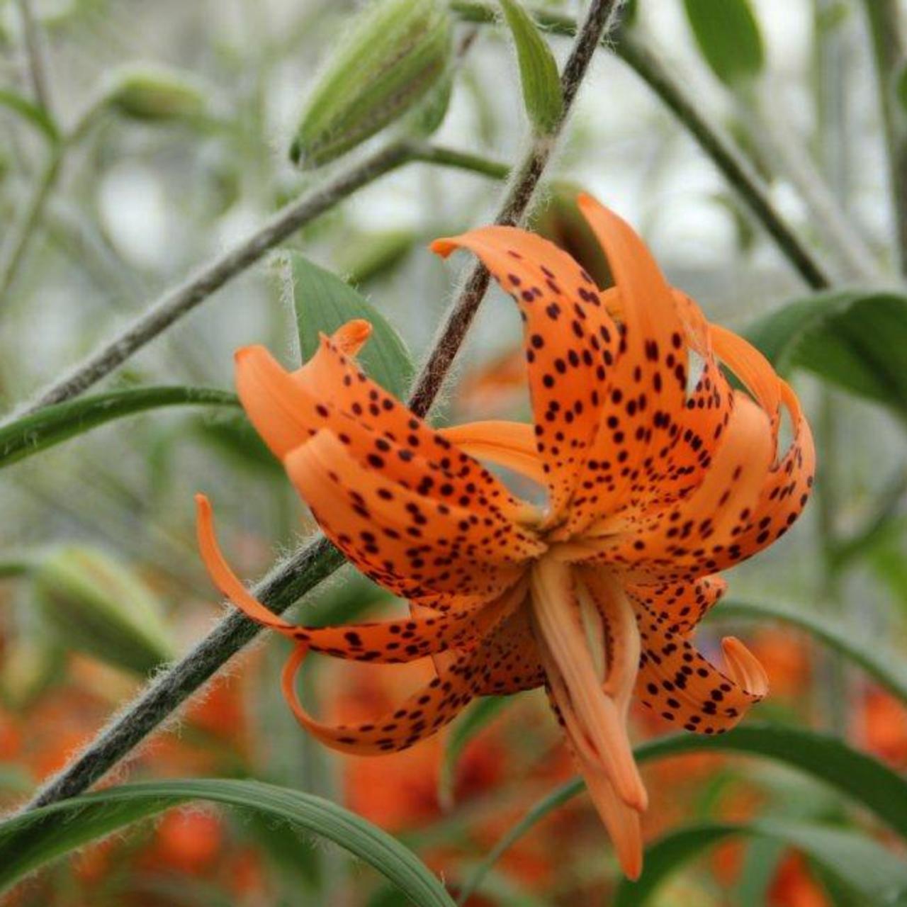 Lilium lancifolium 'Flore Pleno' plant