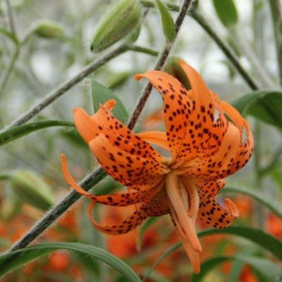 lilium-lancifolium-flore-pleno