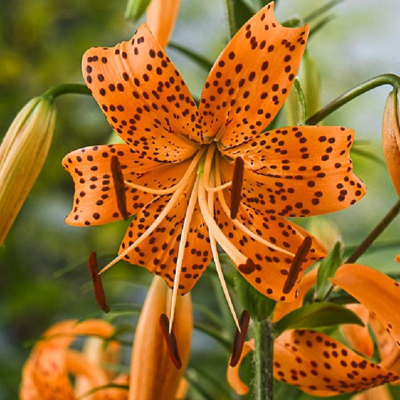 Lilium lancifolium plant