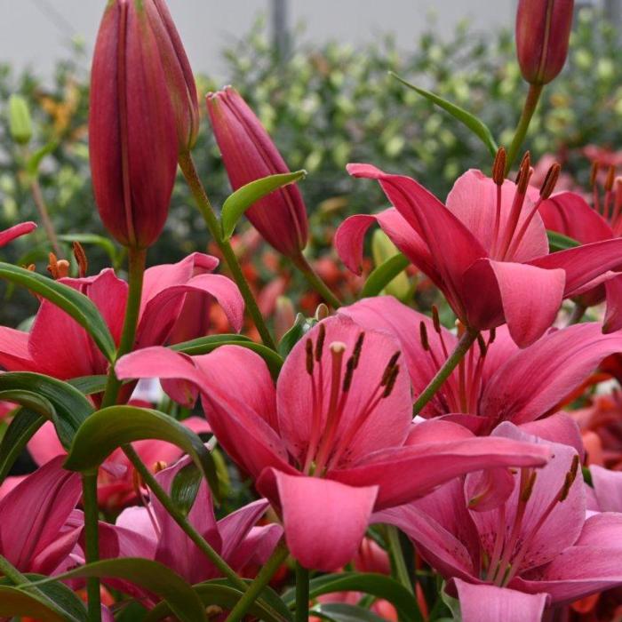 Lilium 'Lemberg' plant