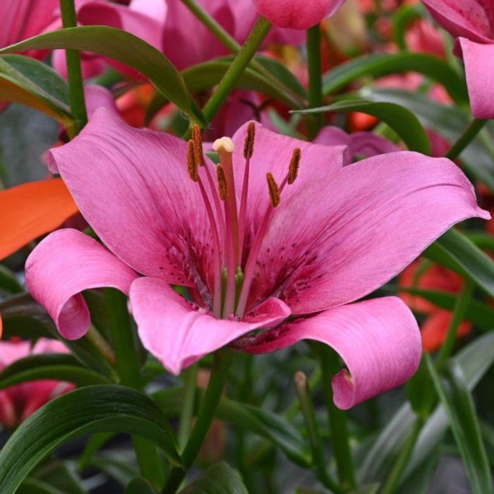 Lilium 'Lemberg' plant