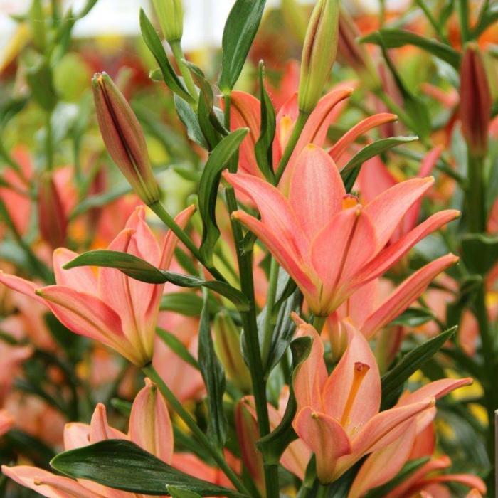 Lilium 'Little Kiss' plant