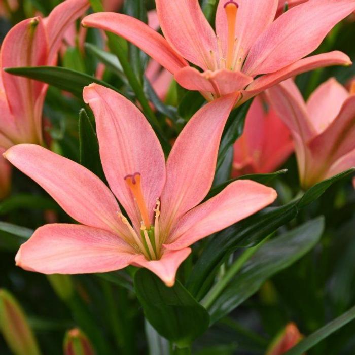 Lilium 'Little Kiss' plant