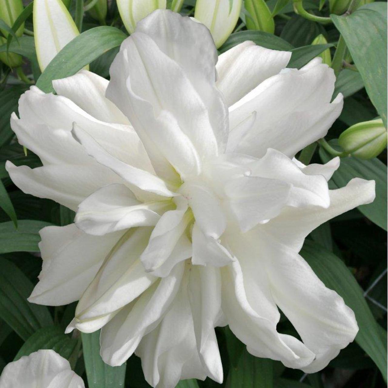 Lilium 'Lotus Ice' plant