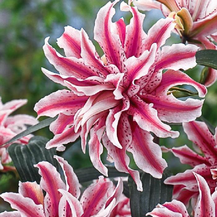 Lilium 'Magic Star' plant