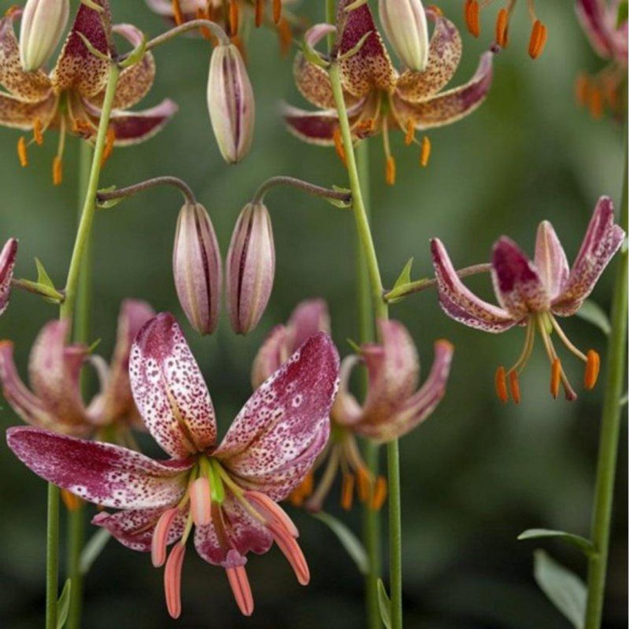 Lilium martagon 'Alberta Morning' plant