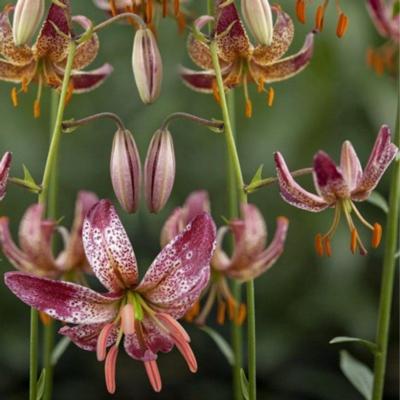 lilium-martagon-alberta-morning