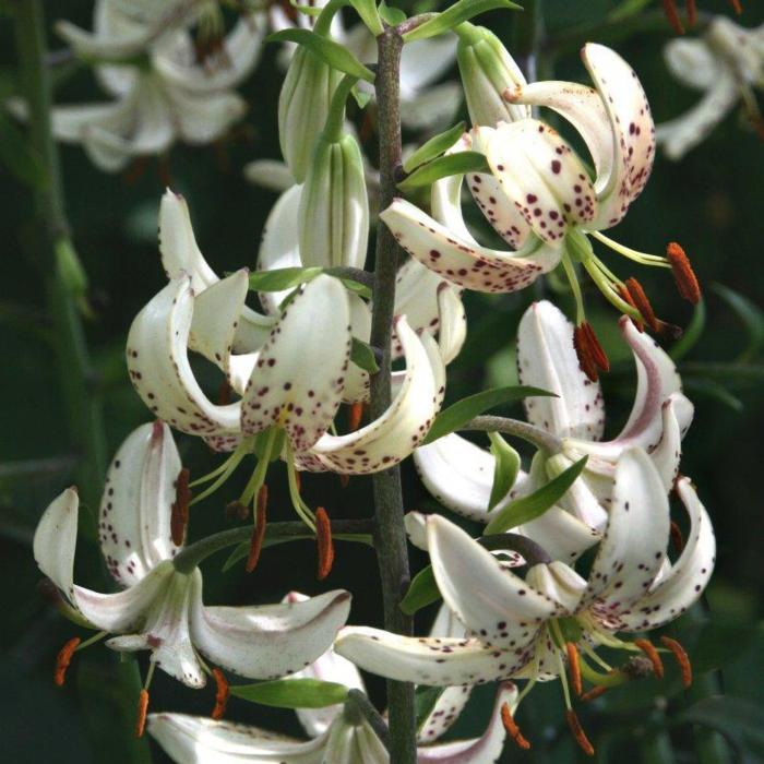 Lilium martagon 'Albi Morning' plant