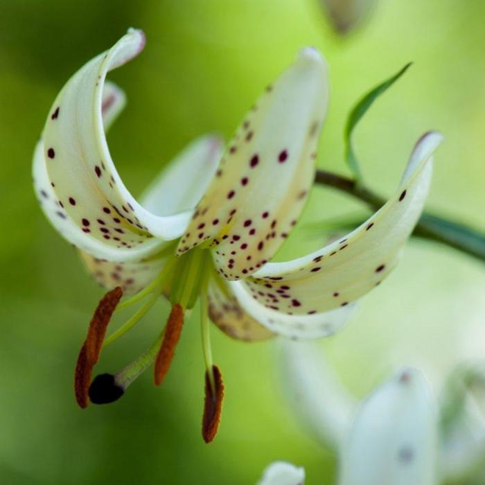 Lilium martagon 'Albi Morning' plant