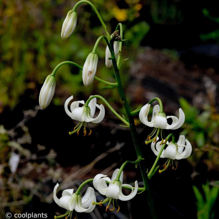 Lilium martagon album plant