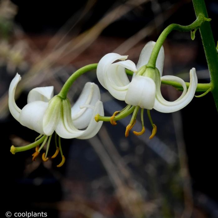 Lilium martagon album plant