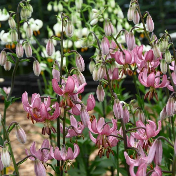 Lilium martagon 'Candy Morning' plant