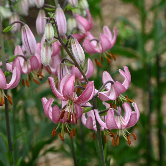 Lilium martagon 'Candy Morning' plant