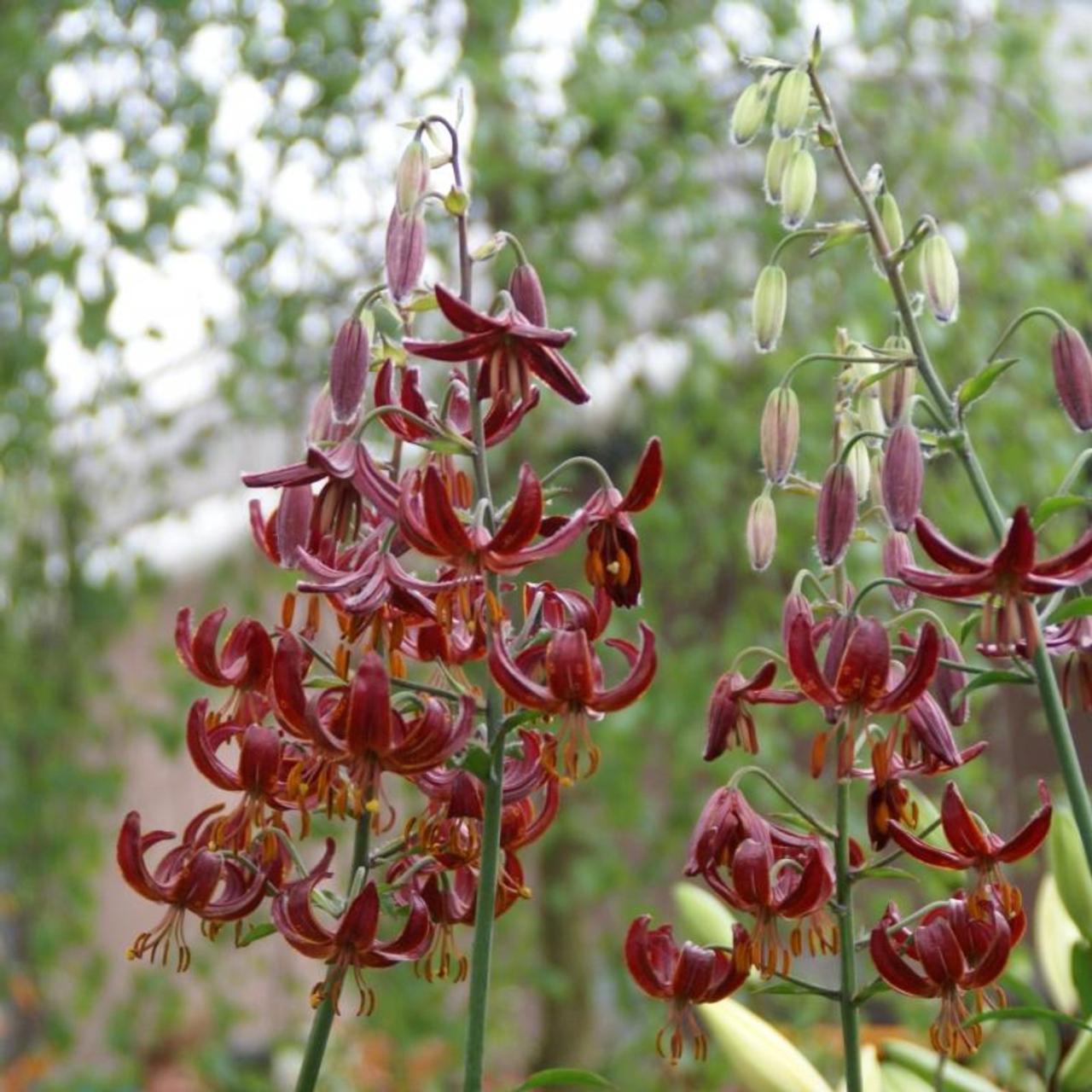 Lilium martagon 'Claude Shride' plant