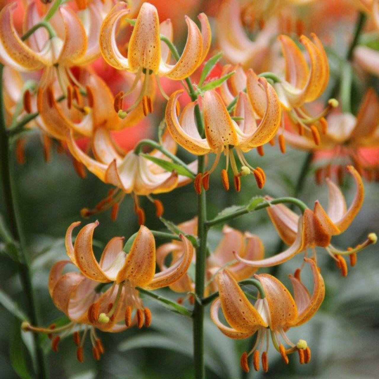 Lilium martagon 'Fairy Morning' plant