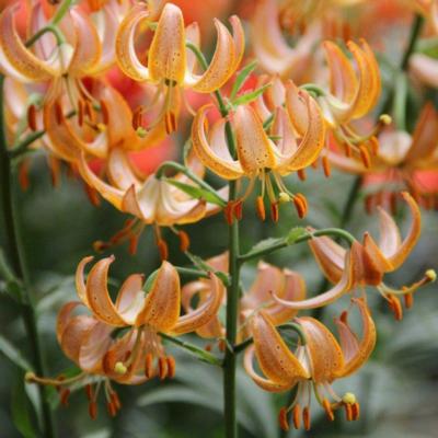 lilium-martagon-fairy-morning