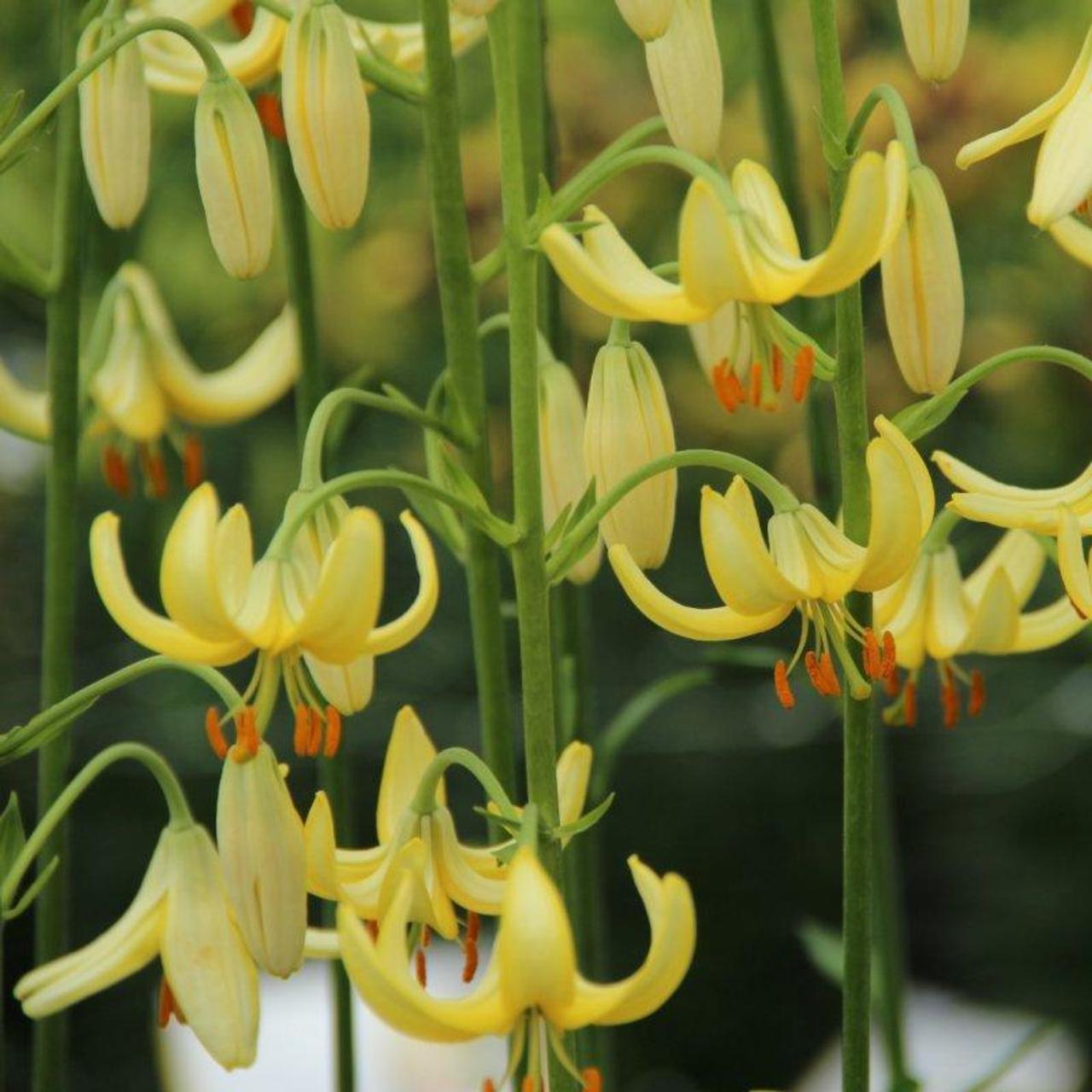 Lilium martagon 'Golden Morning' plant