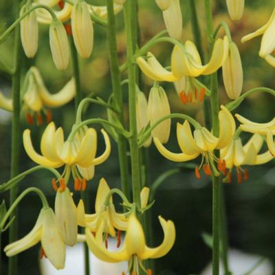 lilium-martagon-golden-morning