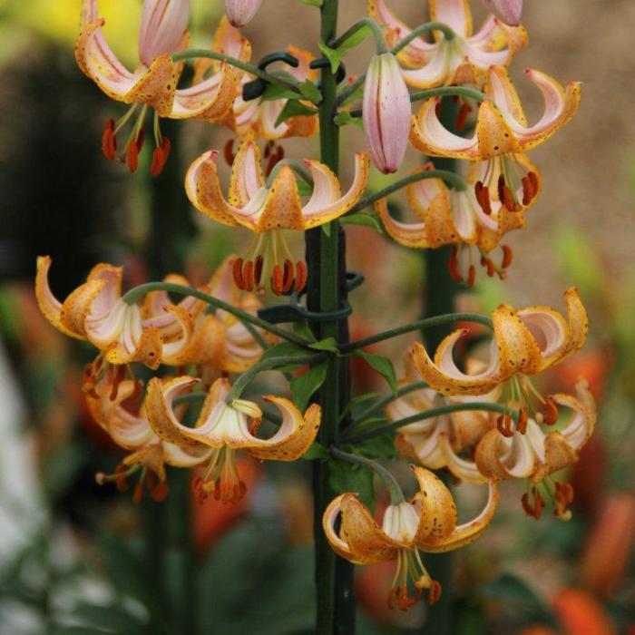 Lilium martagon 'Guinea Gold' plant