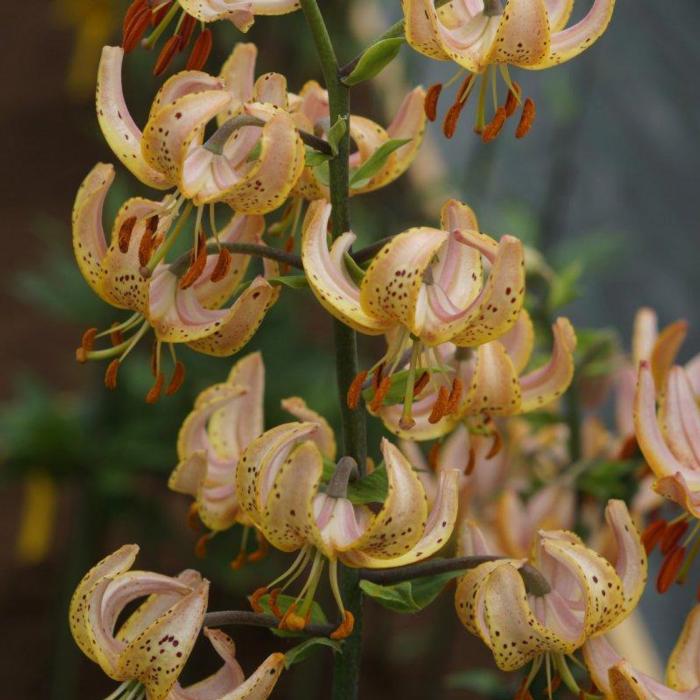 Lilium martagon 'Guinea Gold' plant