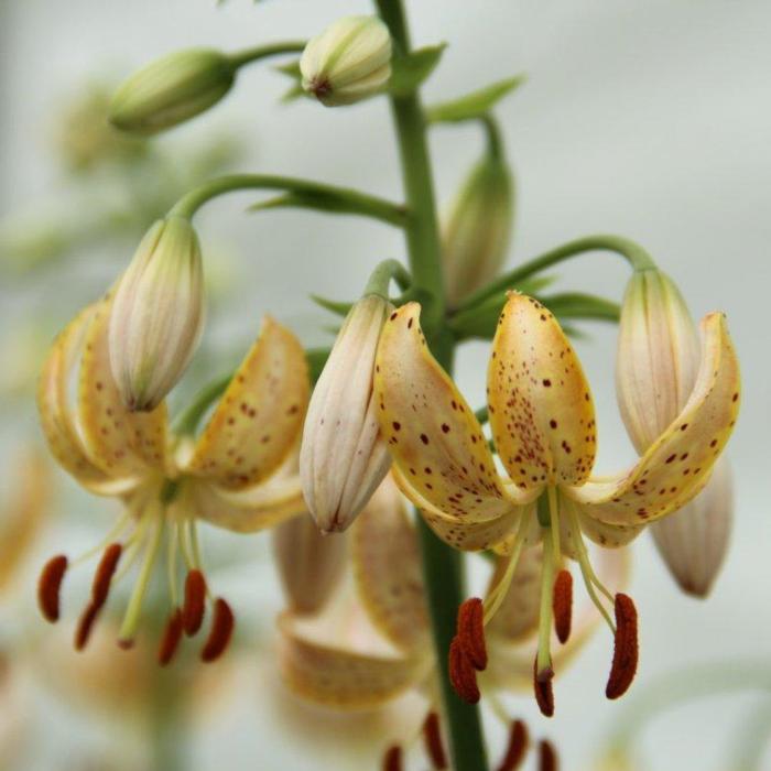 Lilium martagon 'Guinea Gold' plant