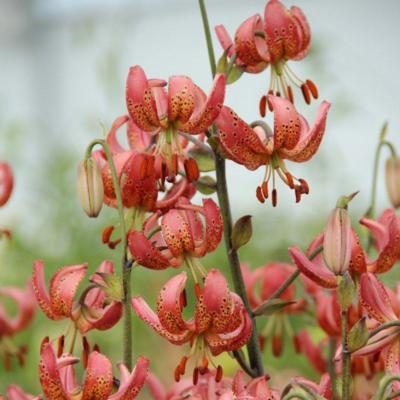 lilium-martagon-manitoba-morning