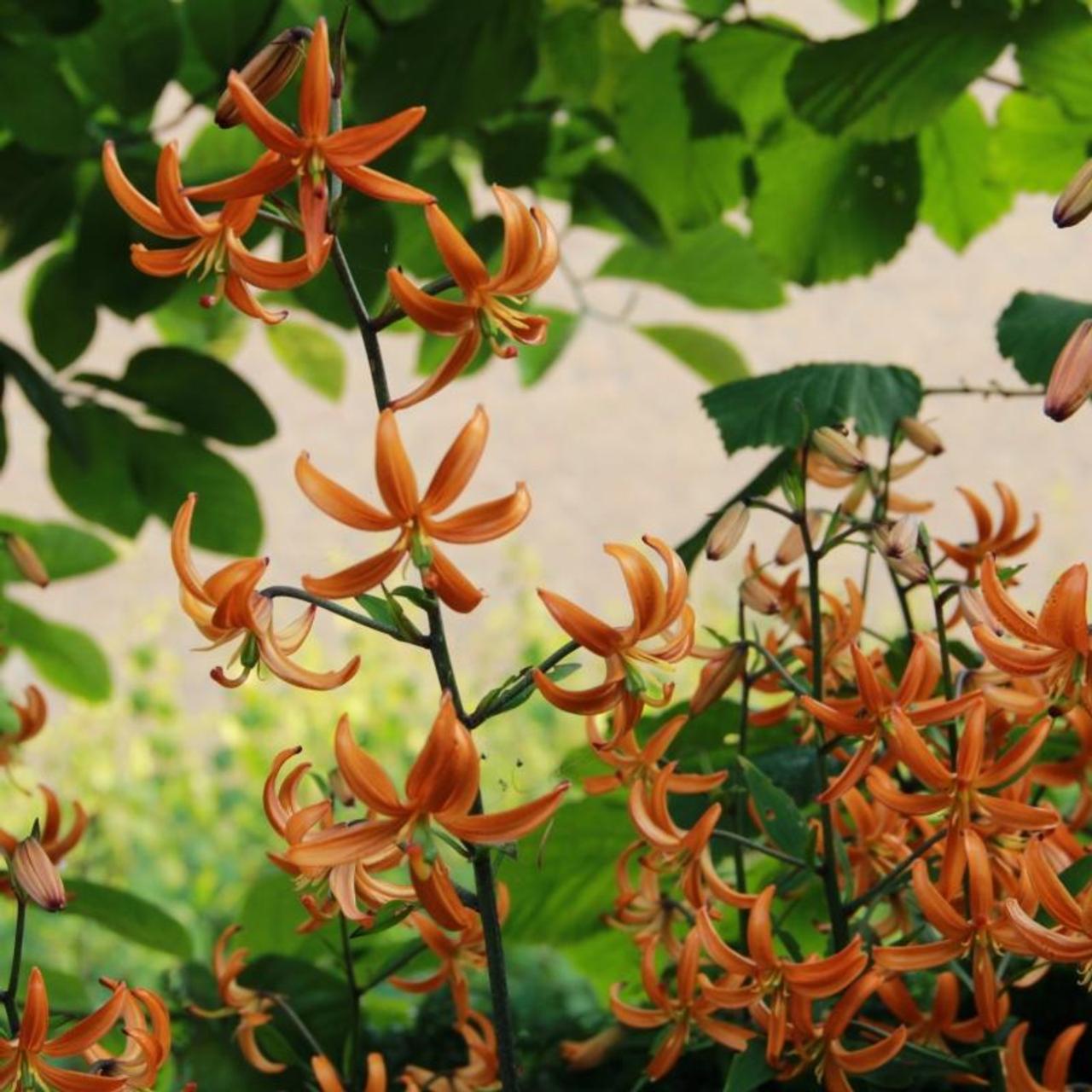 lilium-martagon-orange-marmalade Lilium martagon 'Orange Marmalade' plant