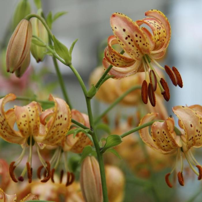 Lilium martagon 'Peppard Gold' plant