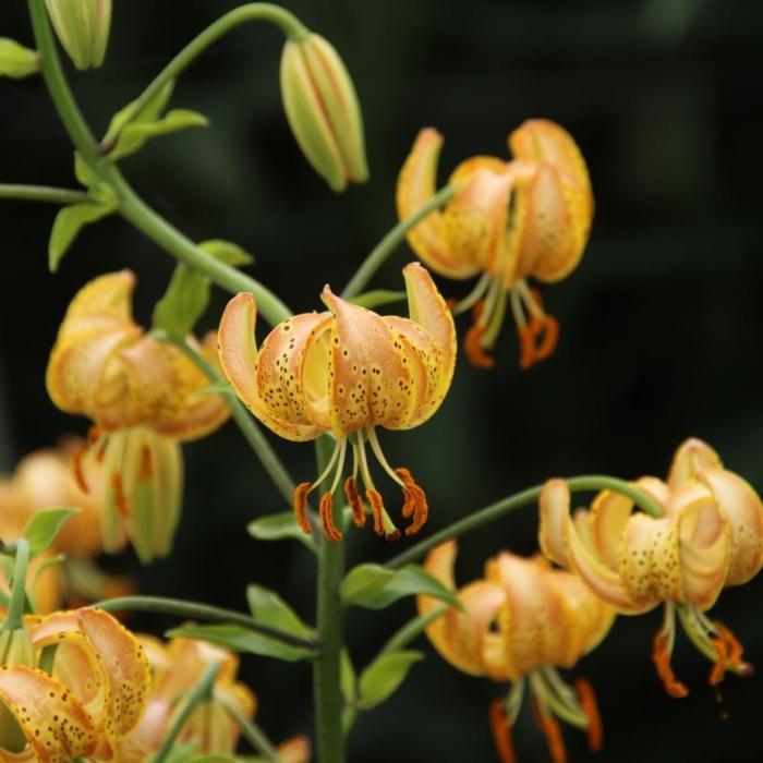 Lilium martagon 'Peppard Gold' plant