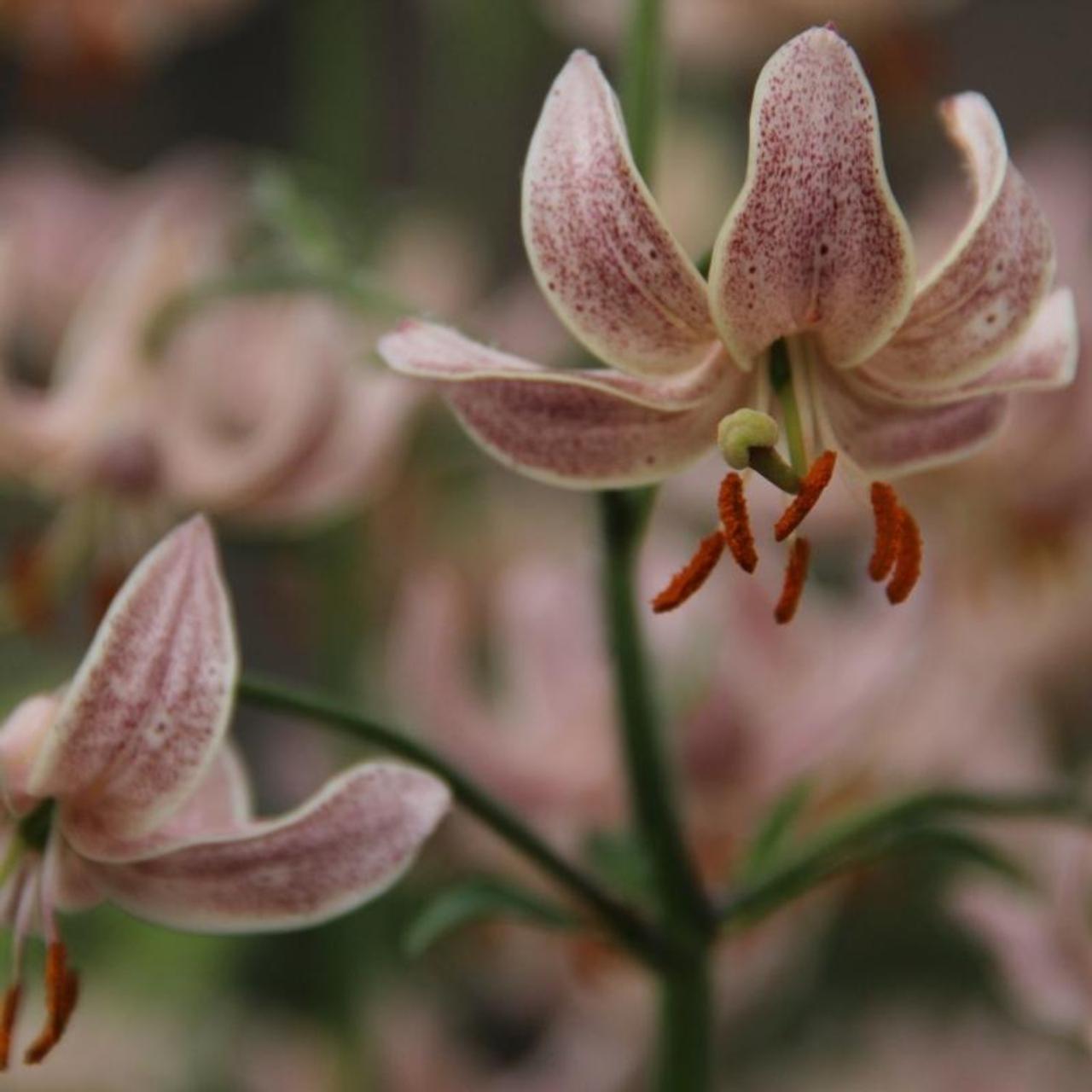 Lilium martagon 'Pink Morning' plant