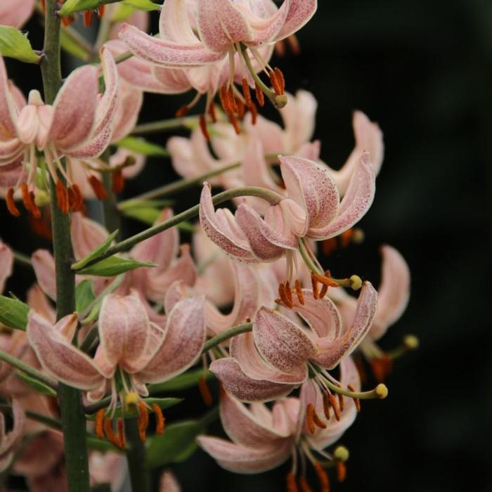 Lilium martagon 'Pink Morning' plant