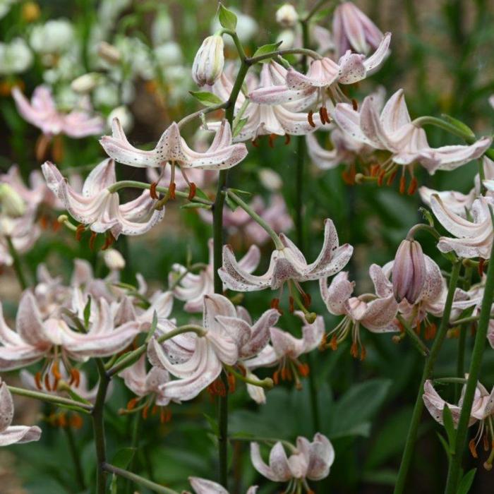 Lilium martagon 'Pink Morning' plant