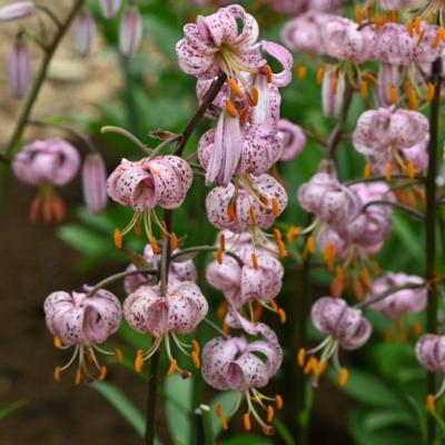 lilium-martagon-purple-morning