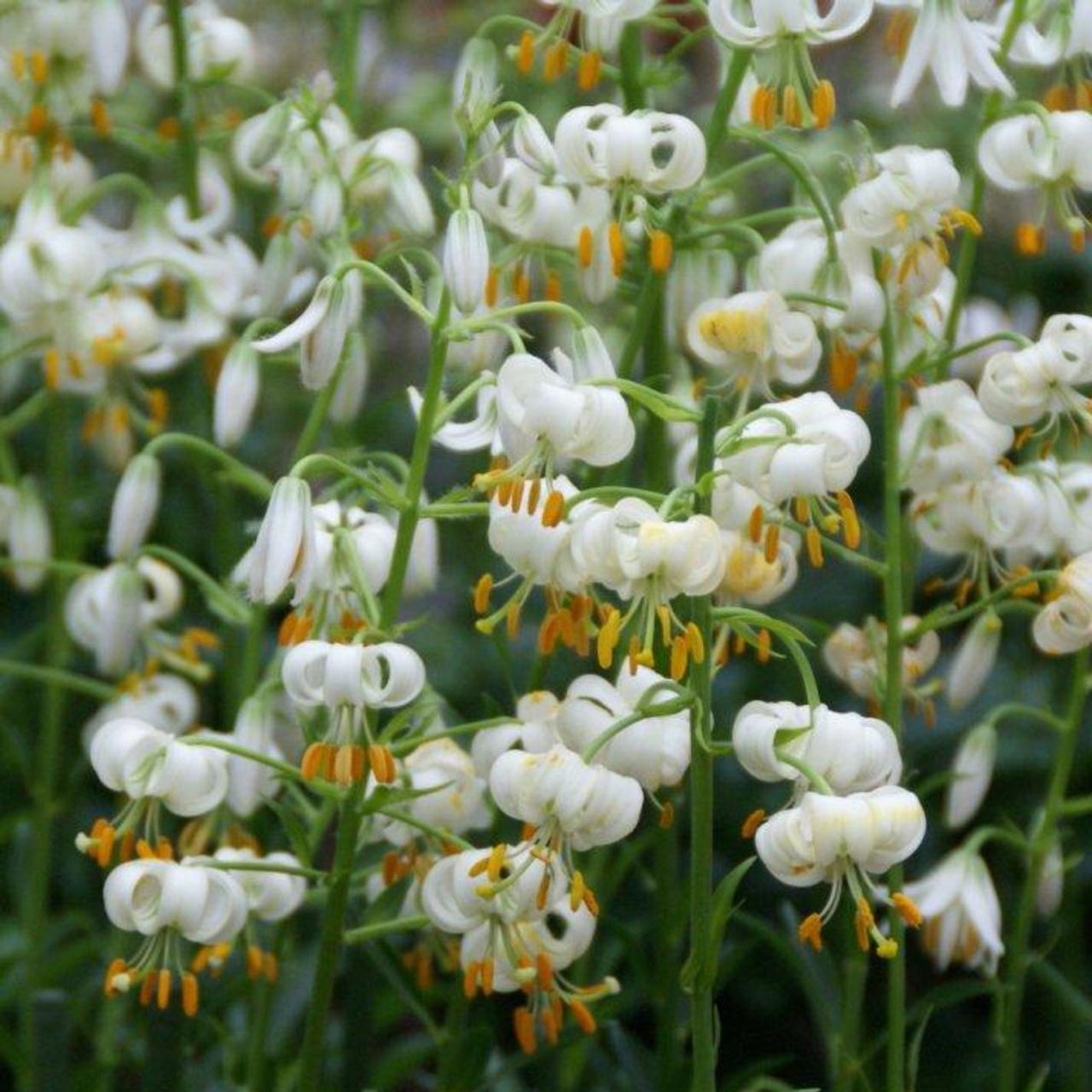 Lilium martagon 'Snowy Morning' plant