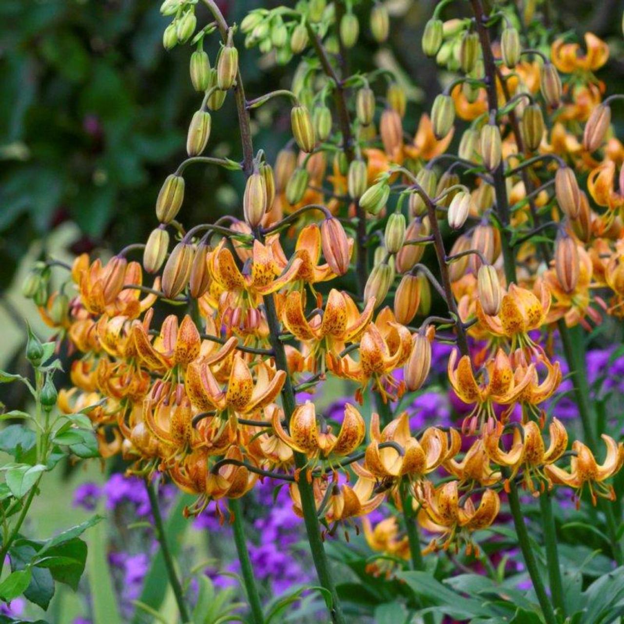 Lilium martagon 'Sunny Morning'  plant