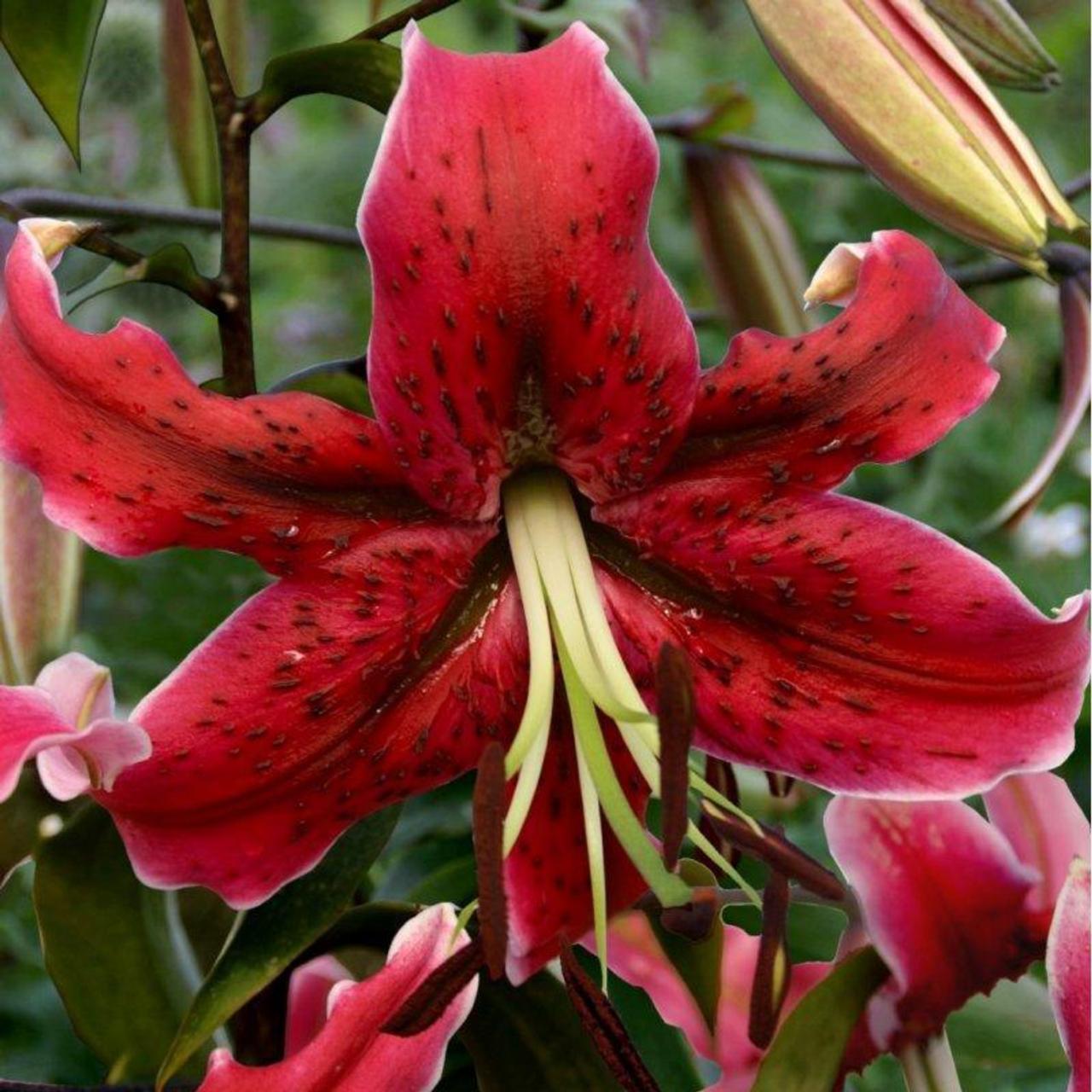 Lilium 'Miss Feya' plant