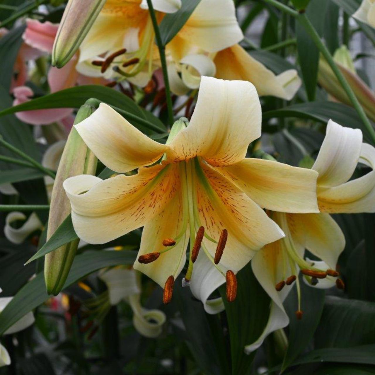 Lilium 'Mister Cas' plant