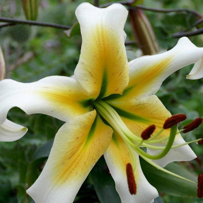 Lilium 'Mister Pistache' plant