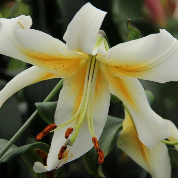 Lilium 'Mister Pistache' plant